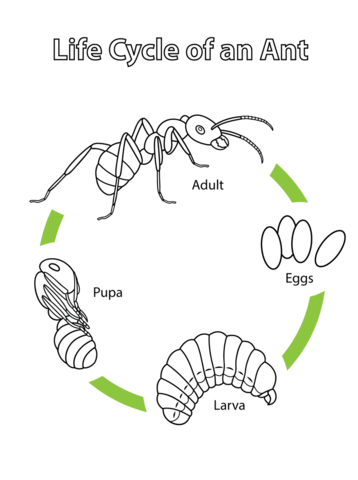 Life Cycle Of An Ant Coloring Page